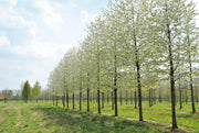 Prunus avium Plena – flowers or seasonal detail