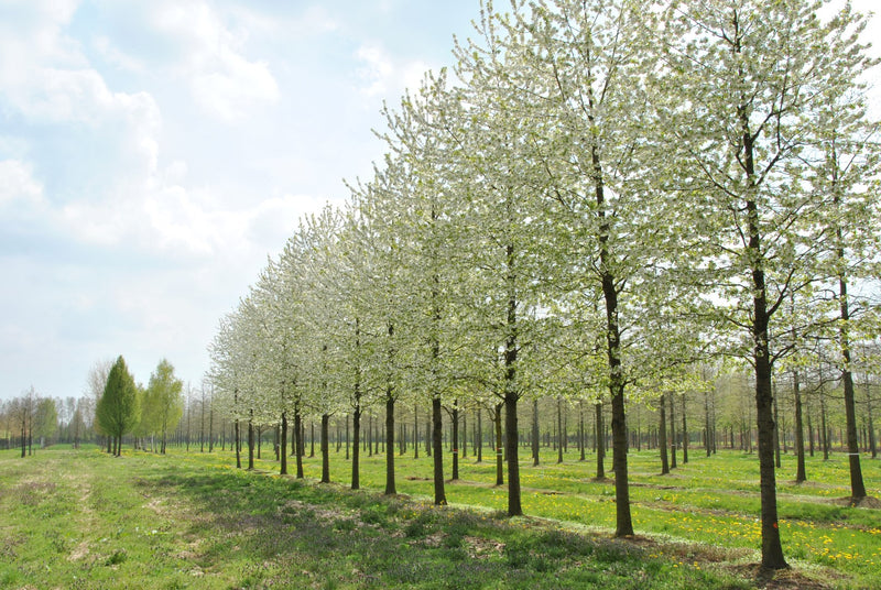 Prunus avium Plena – flowers or seasonal detail