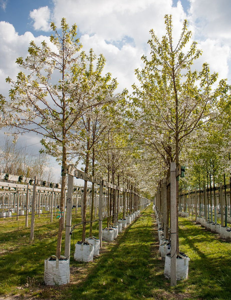 Prunus avium Plena – mature double-flowered cherry tree