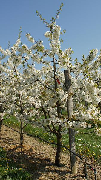 Sweet Cherry Tree | Prunus Avium 'Regina' (2 Litres)