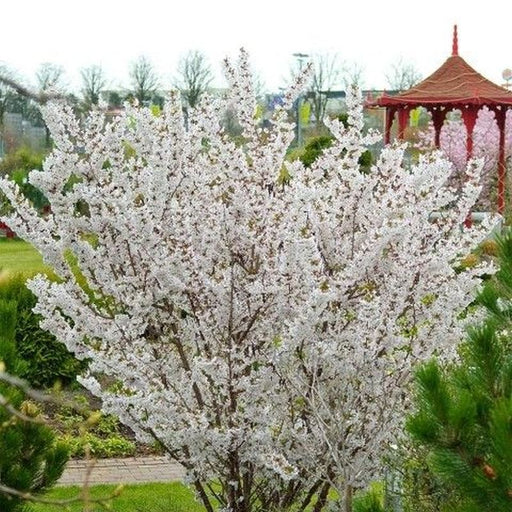 Prunus nipponica 'Brilliant' flowering Japanese alpine cherry