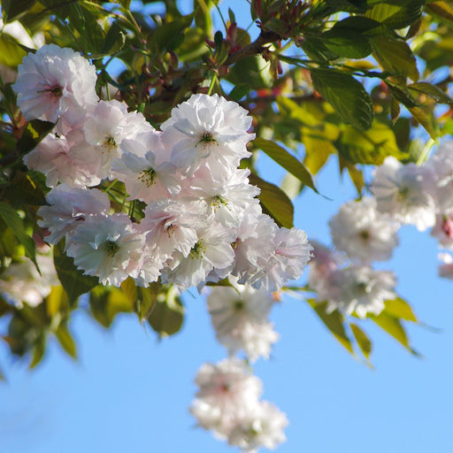 Prunus Shogetsu – plant and habit
