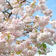 Prunus Shogetsu – flowers or seasonal detail