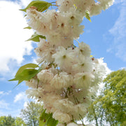 Prunus Shogetsu – foliage, fruit or mature form