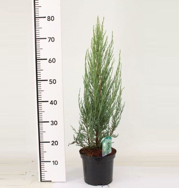 Juniperus scop. Blue Arrow 60cm Tall