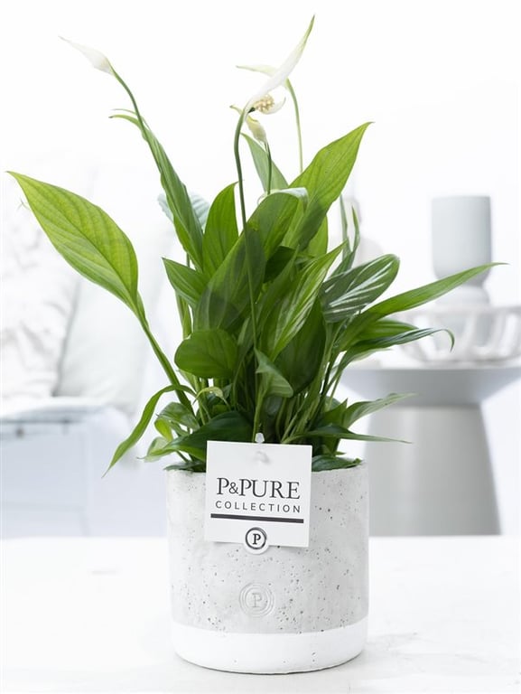 Spathiphyllum 'Pure' collection / 12 cm ceramic 'Jade'