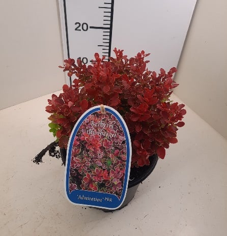 Berberis thunbergii 'Admiration' 2 Litre