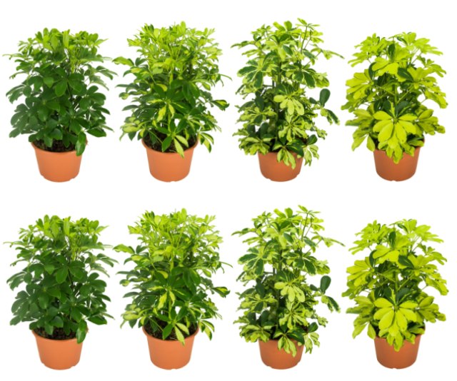 Schefflera mix P21 50-55cm Tall