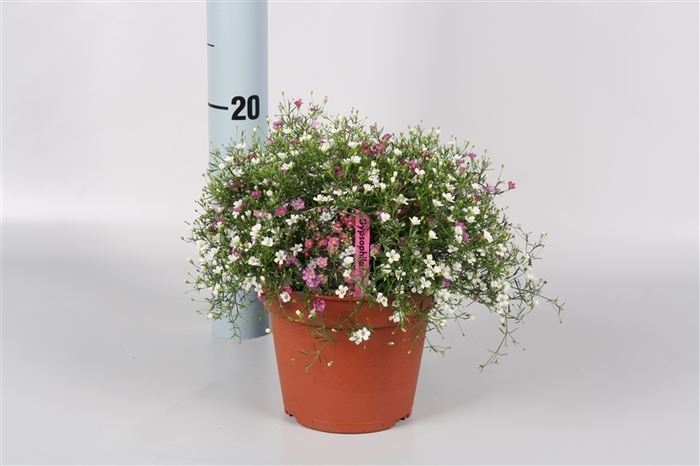 Gypsophilla duo (pink & white) P12