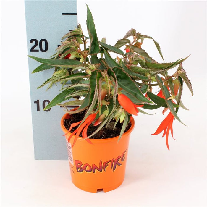 Begonia Trailing Bonfire  in 12cm Pot