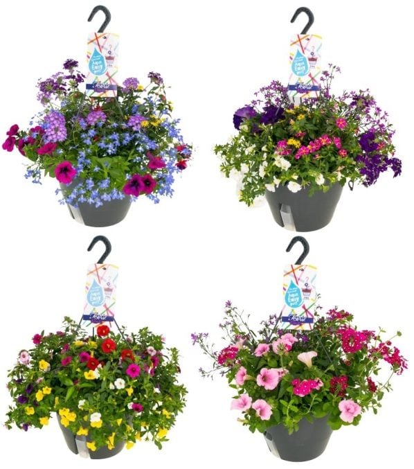 Hanging Basket Festival Colours mix P27 — Newlands Garden Centre