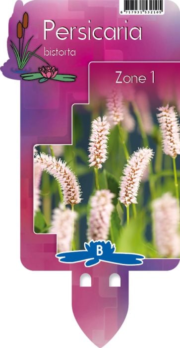 Persicaria bistorta P9
