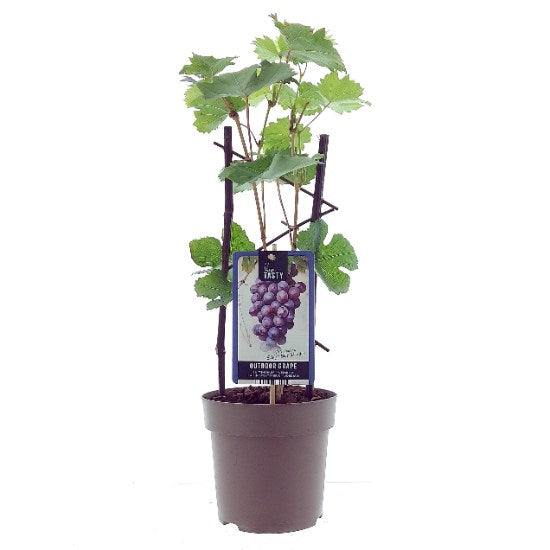 Vitis 'Eddie's Blue Wonder' / P15