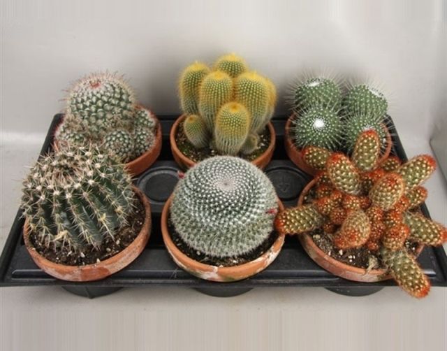 Cactus mix  Terracotta pot 15 cm