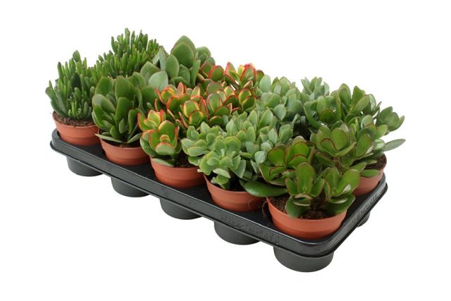 Crassula mix / P12