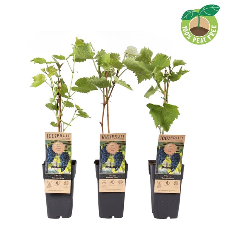 Vitis 'Boskoop Glory' 2 Litre single cane