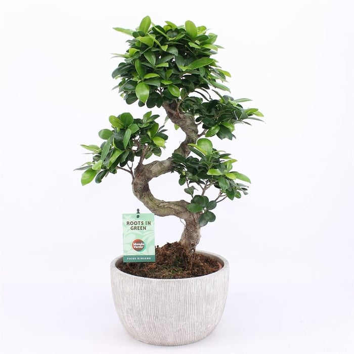 Bonsai Ficus microcarpa 'Ginseng' / P24 / S type, rustique
