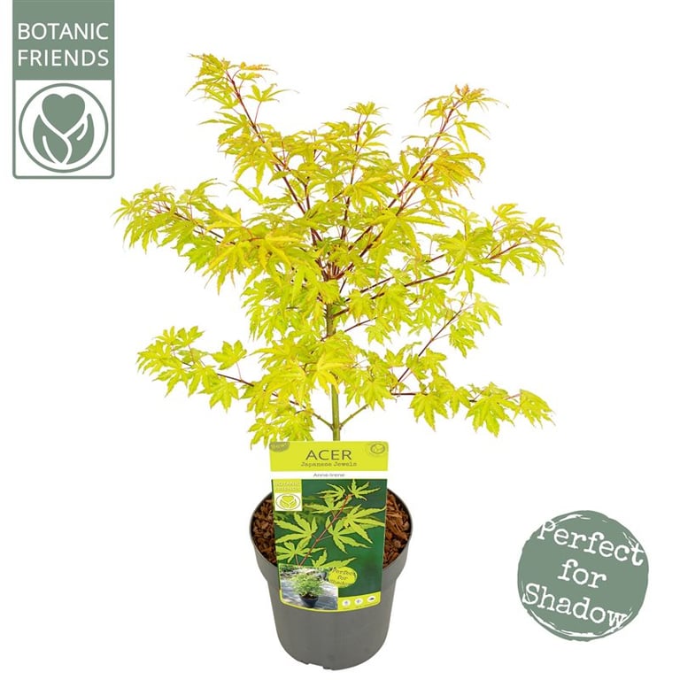 Acer palmatum 'Anne Irene' | Japanese Maple 3 litre