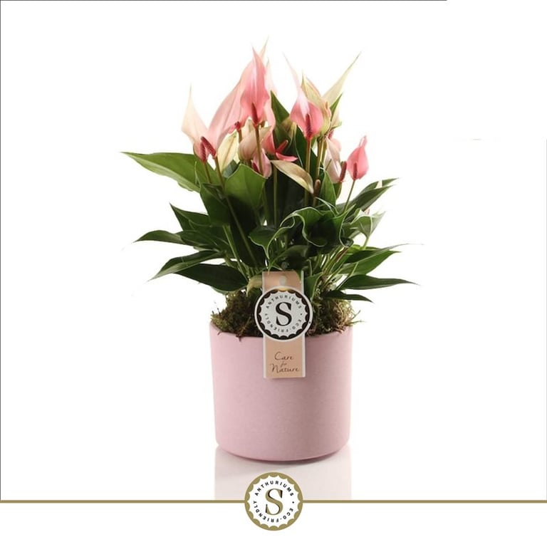 Anthurium and. 'Lilli' 12 cm ceramic pink