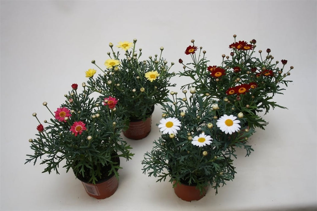 Argyranthemum frut. 'La Rita' | Marguerite Daisy