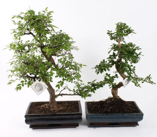 Bonsai Mix in 35cm Ceramic Pot with Saucer 65cm Height