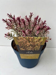 Hebe 'Golden Sunrise'