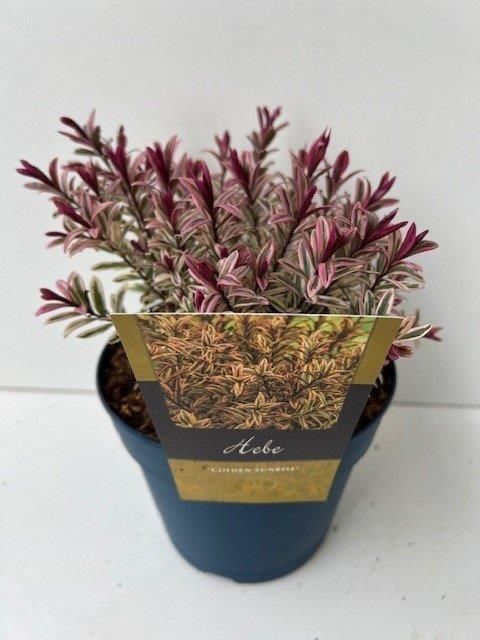 Hebe 'Golden Sunrise'