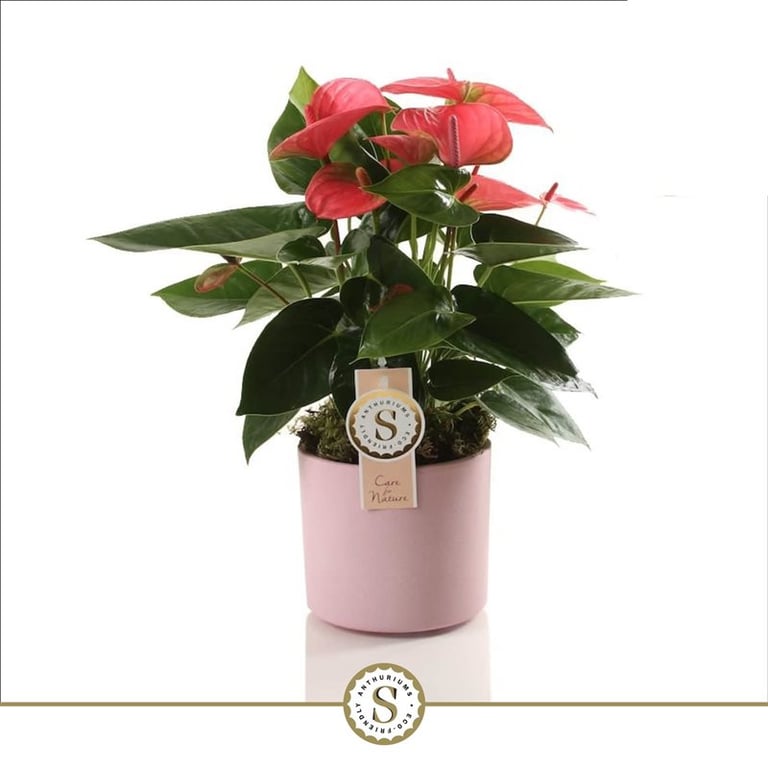 Flamingo Flower 'Pink Champion' — Anthurium andraeanum 'Pink Champion' (12cm Pink Ceramic Pot)