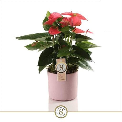 Flamingo Flower 'Pink Champion' — Anthurium andraeanum 'Pink Champion' (12cm Pink Ceramic Pot)