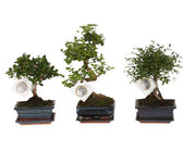 Bonsai Mix in 15cm Ceramic Pot with Saucer 35cm Height