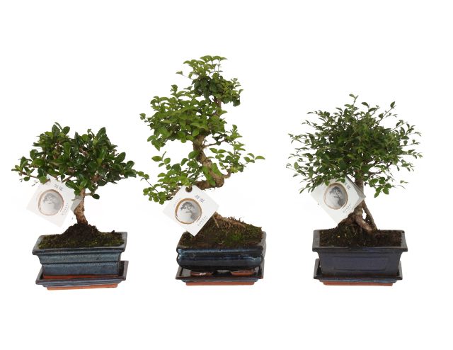 Bonsai Mix in 15cm Ceramic Pot with Saucer 35cm Height