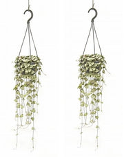 Ceropegia woodii in Hanging Pot P14