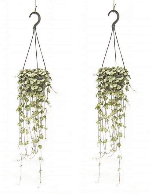 Ceropegia woodii in Hanging Pot P14