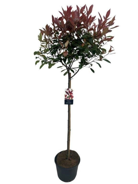 Photinia fraseri 'Red Robin' Topiary 100cm Stem with 50cm Head in 10 Litre Pot