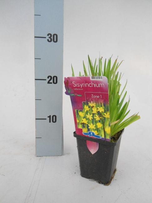 Sisyrinchium Californicum p9