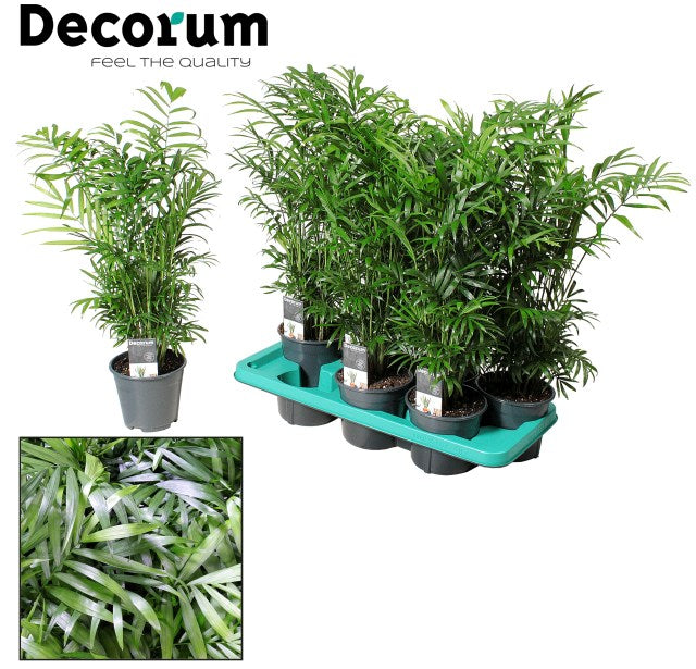 Chamaedorea elegans / P14