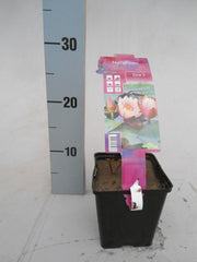 Nymphaea ‘Sioux’