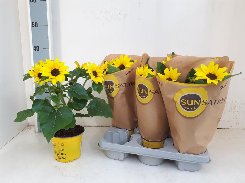 Sunflower Helianthus 'Sunsation' Multi Flower — Newlands Garden Centre