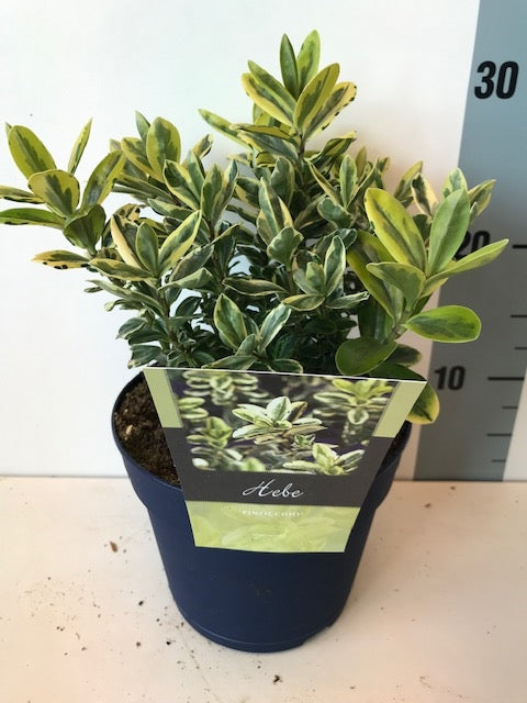 Hebe 'Pinocchio' 2 Litre