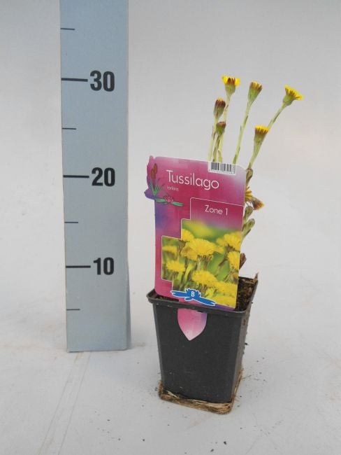 Tussilago farfara / P9