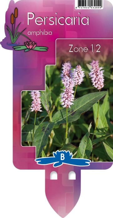 Persicaria amphibia P9