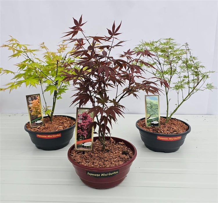 Acer palmatum | Japanese Maple in 23cm Patio Bowl