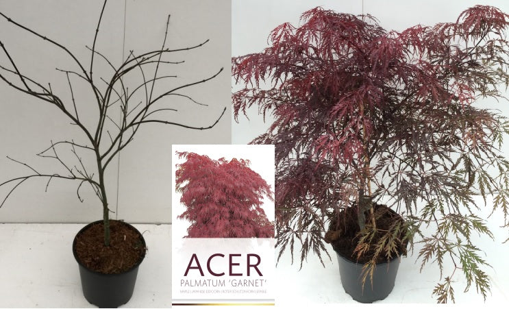 Acer palmatum 'Garnet' | Japanese Maple 50-60cm C6.5