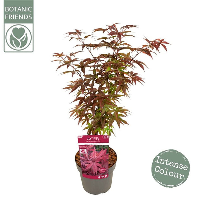 Acer palmatum 'Twombly's Red Sentinel' | Japanese Maple3 Litre