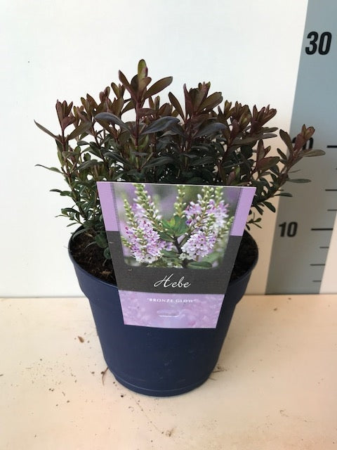 Hebe 'Bronze Glow' 2 Litre
