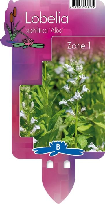 Lobelia siphilitica 'Alba' P9