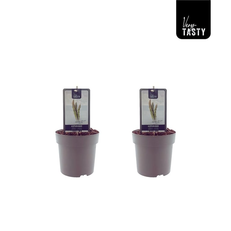 Asparagus officinalis 'Gijnlim'  / P15