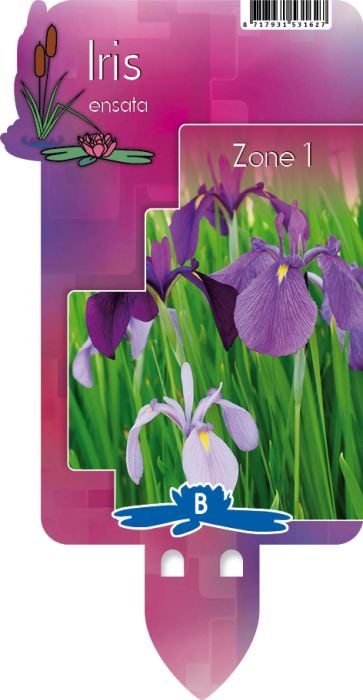 Iris kaempferi 