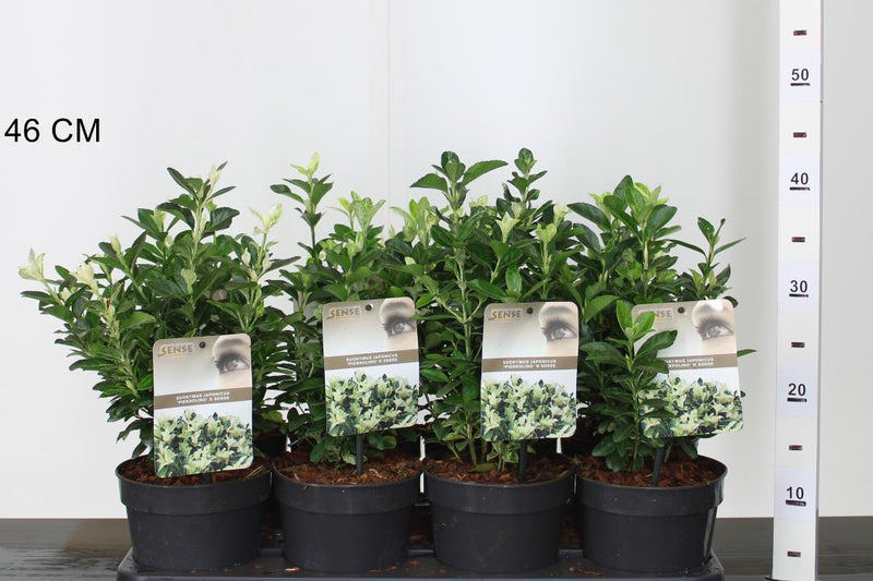 Euonymus japonicus 'Pierrolino'' 1.5 Litre