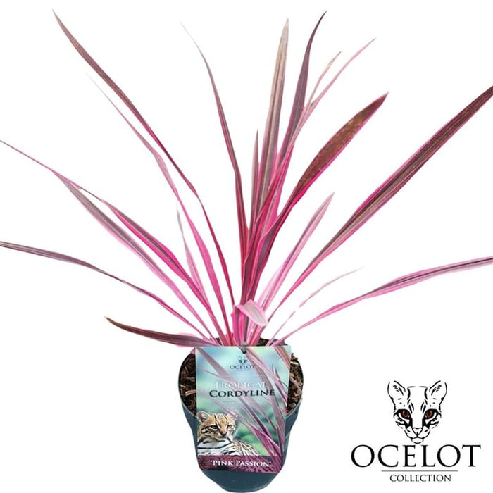 Cordyline australis 'Pink Passion' 2 Litre